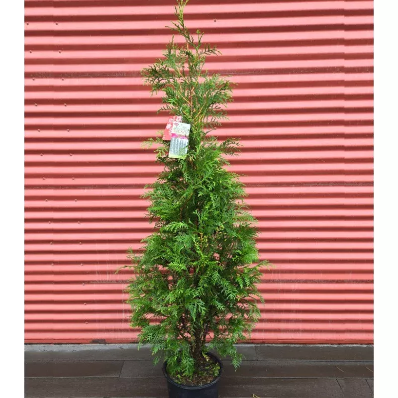american-pillar-arborvitae-2-3 ‘American Pillar’ Arborvitae&2&&3
