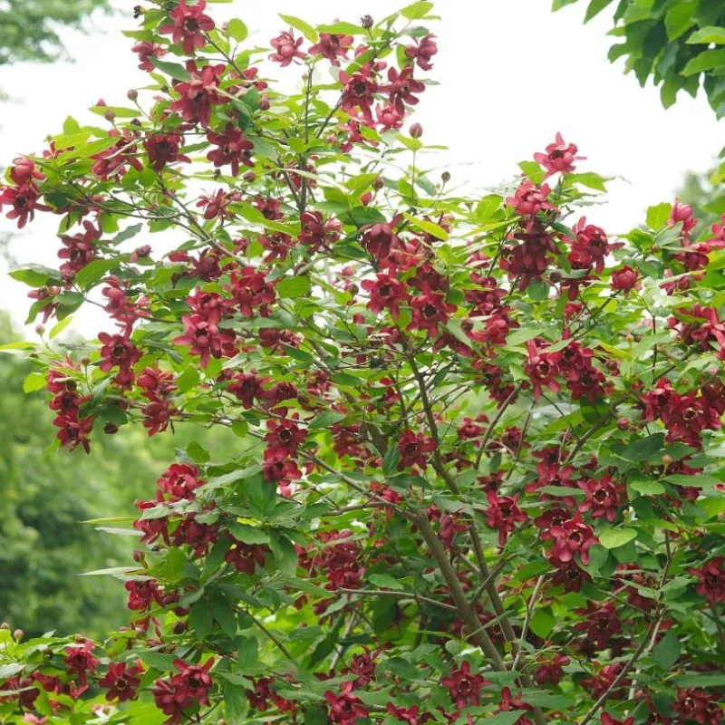 aphrodite-sweetshrub-calycanthus ‘Aphrodite’ Sweetshrub (Calycanthus)