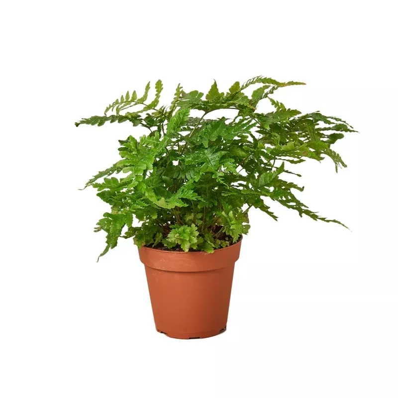 autumn-fern-4-pot-6-pot ‘Autumn’ Fern|4″ Pot&6″ Pot