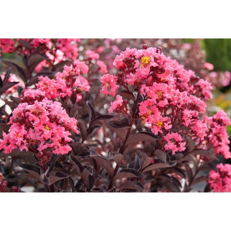 backorder-spring-2026-proven-winners-center-stage-coral-crape-myrtle-plant-2-gal (Backorder Spring 2026) Proven Winners Center Stage Coral Crape Myrtle Plant – 2 Gallon