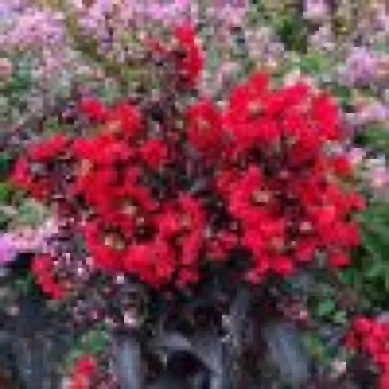 backorder-spring-2026-proven-winners-center-stage-red-crape-myrtle-plant-2-gallo (Backorder Spring 2026) Proven Winners Center Stage Red Crape Myrtle Plant – 2 Gallon