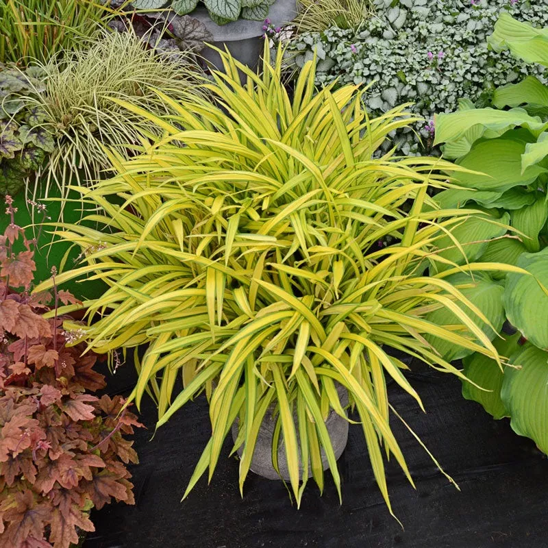 banana-boat-creeping-sedge ‘Banana Boat’ Creeping Sedge