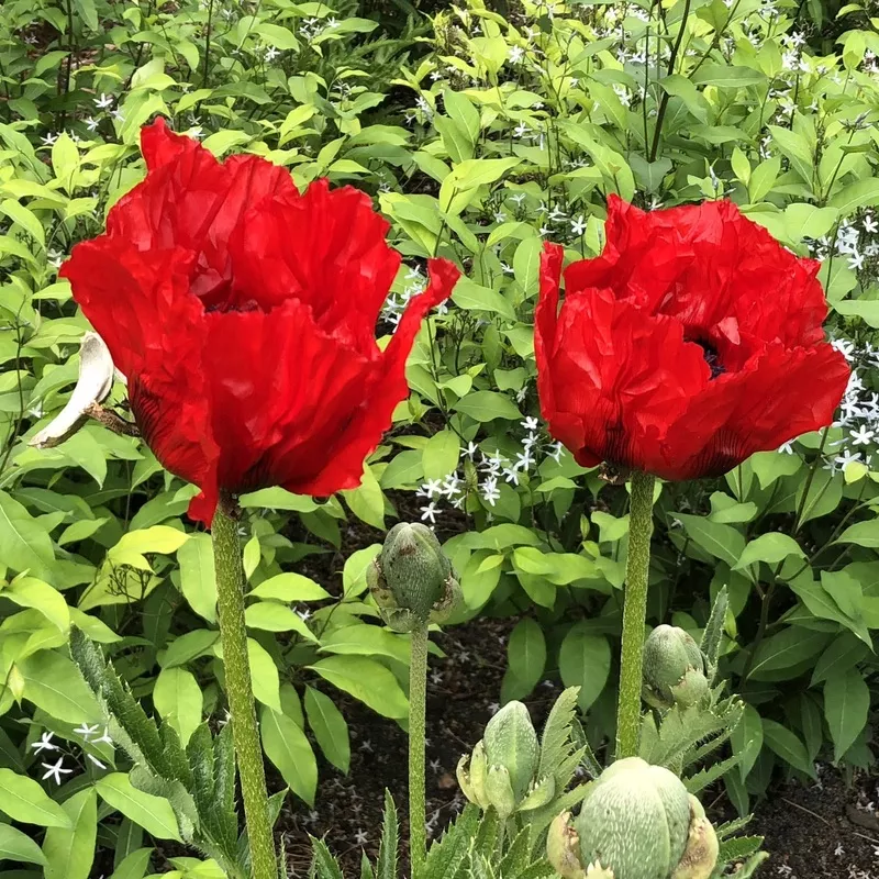 beauty-livermere-oriental-poppy-papaver ‘Beauty of Livermere’ Oriental Poppy (Papaver)