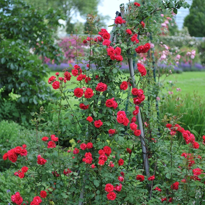 blaze-climbing-rose-one-quart ‘Blaze’ Climbing Rose|One Quart