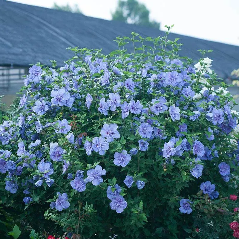 blue-chiffon-rose-sharon-hibiscus Blue Chiffon Rose of Sharon (Hibiscus)