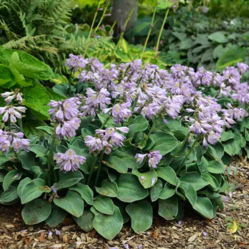blue-mouse-ears-hosta-one-quart ‘Blue Mouse Ears’ Hosta|One Quart