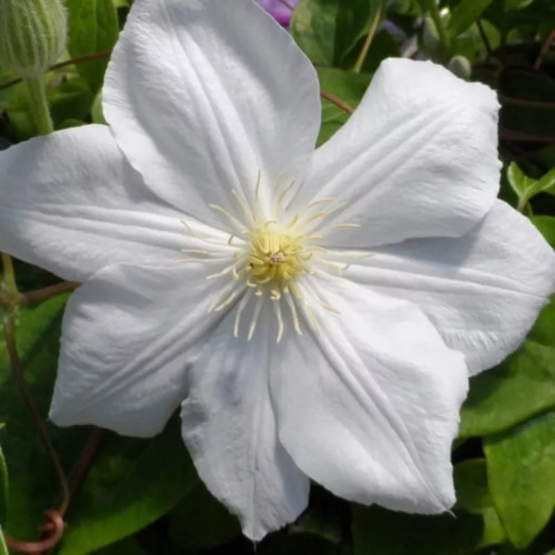 candida-clematis ‘Candida’ Clematis