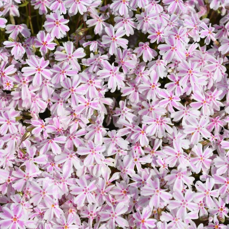 candy-stripe-creeping-phlox-one-quart-32-landscape-plugs ‘Candy Stripe’ Creeping Phlox|One Quart&32 Landscape Plugs