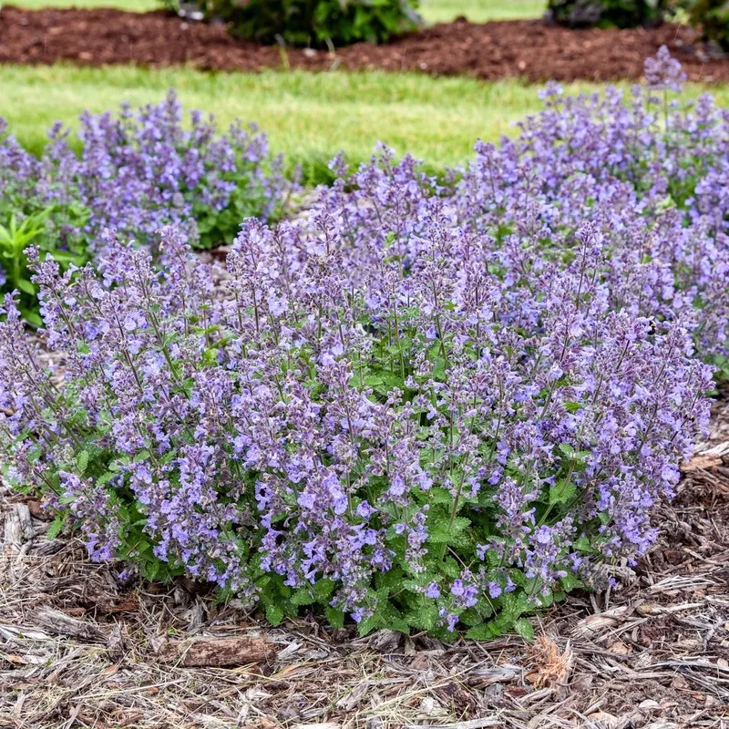catwalk-queen-catmint-nepeta ‘Catwalk Queen’ Catmint (Nepeta)