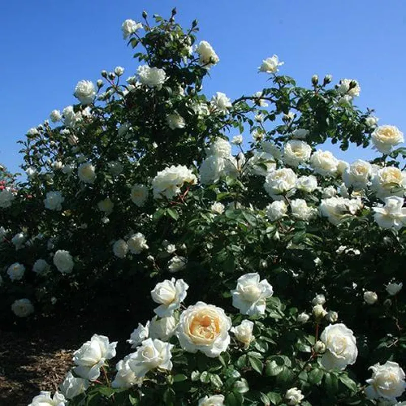 cloud-10-climbing-rose-one-quart Cloud 10 Climbing Rose|One Quart