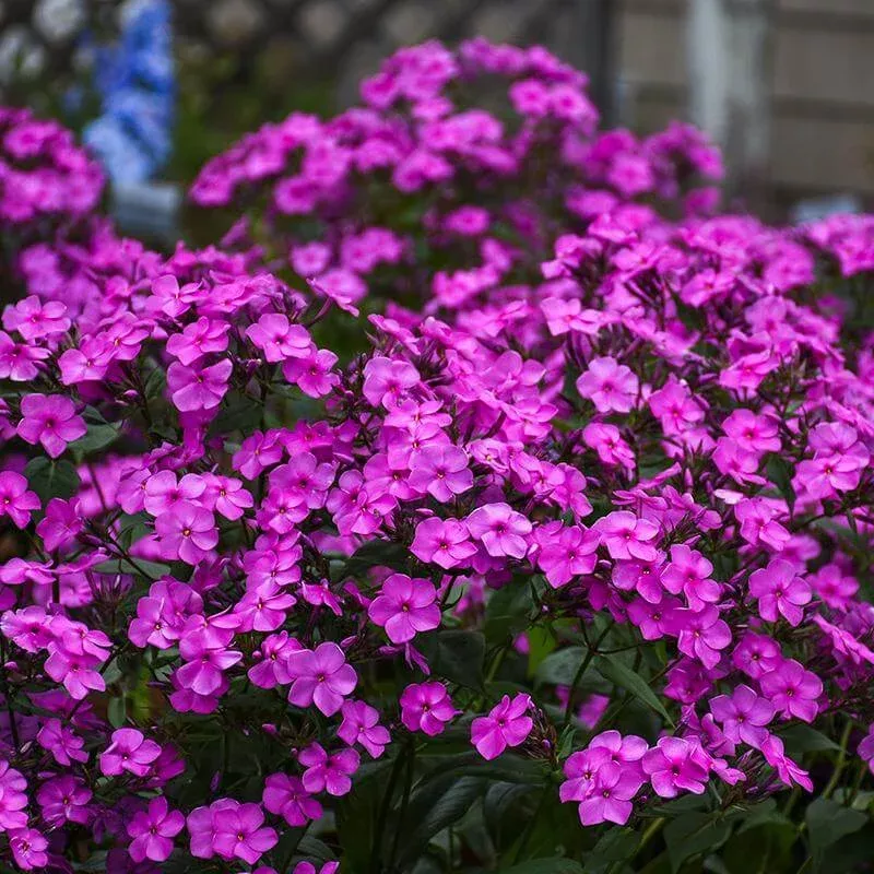 cloudburst-tall-cushion-phlox ‘Cloudburst’ Tall Cushion Phlox