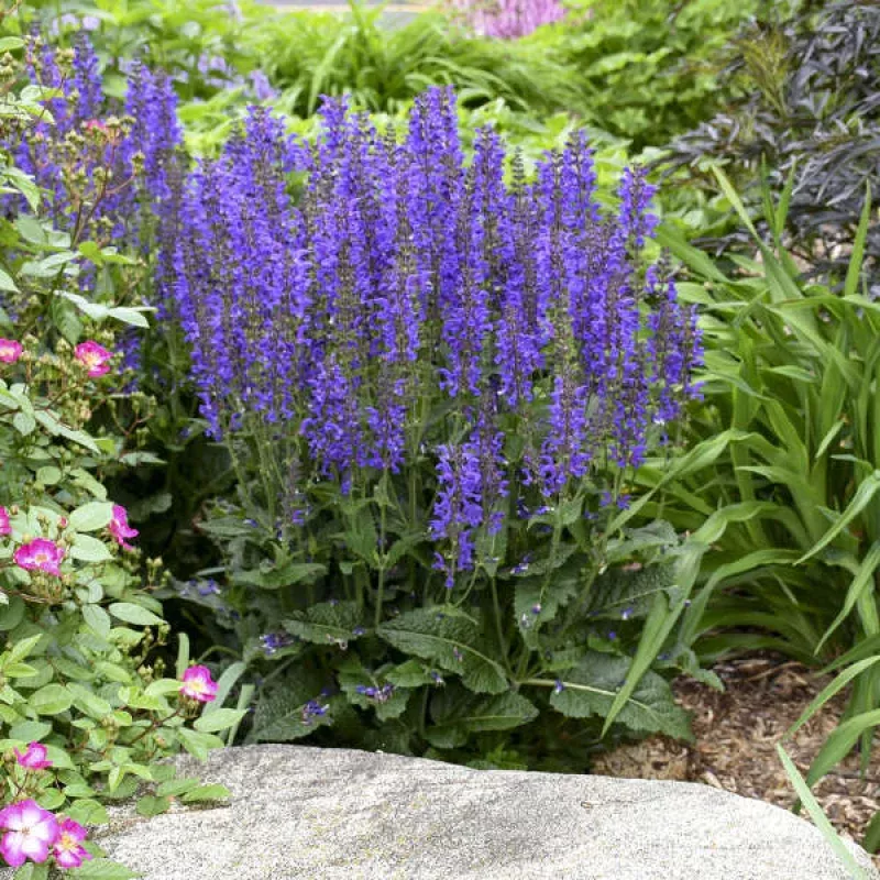 color-spires-indiglo-girl-salvia Color Spires ‘Indiglo Girl’ Salvia