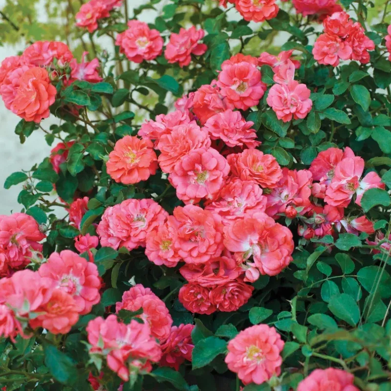 coral-drift-rose-one-quart Coral Drift Rose|One Quart
