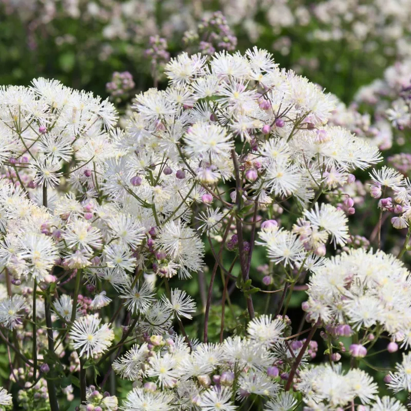 cotton-ball-meadow-rue-thalictrum ‘Cotton Ball’ Meadow Rue (Thalictrum)