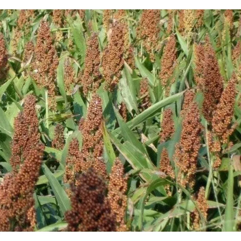 crop-failure-2026-rox-orange-cane-sorghum-seeds (Crop Failure 2026) Rox Orange Cane Sorghum Seeds