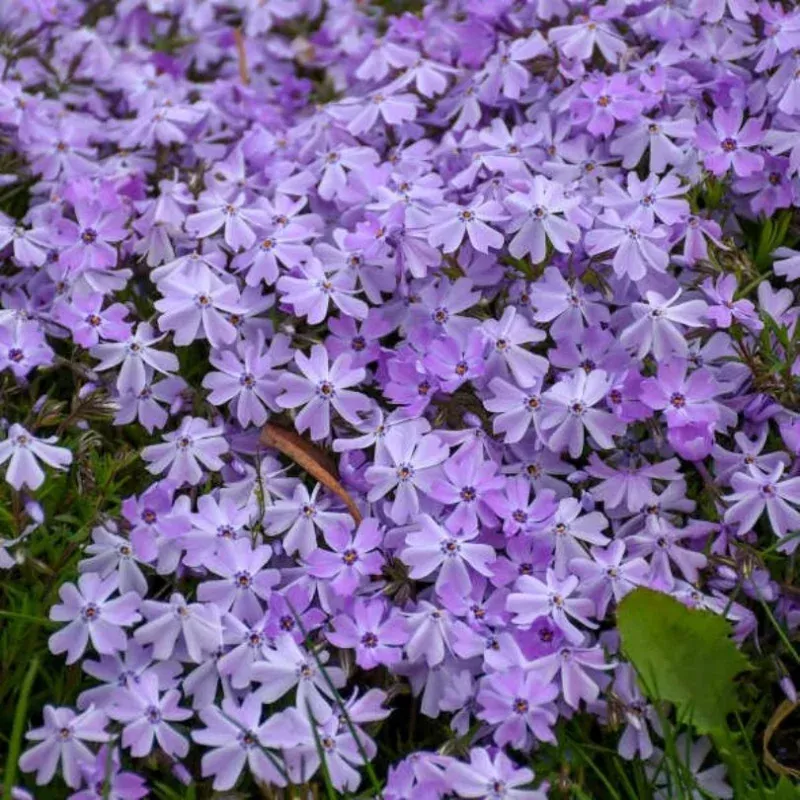 emerald-blue-creeping-phlox-one-quart-32-landscape-plugs ‘Emerald Blue’ Creeping Phlox|One Quart&32 Landscape Plugs