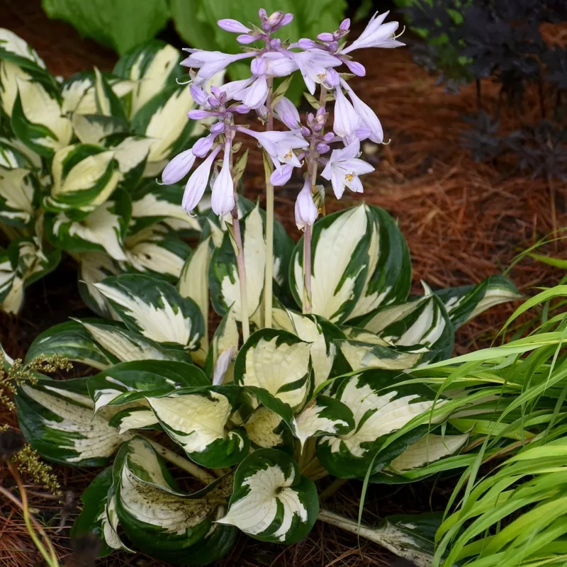 fire-ice-hosta ‘Fire and Ice’ Hosta