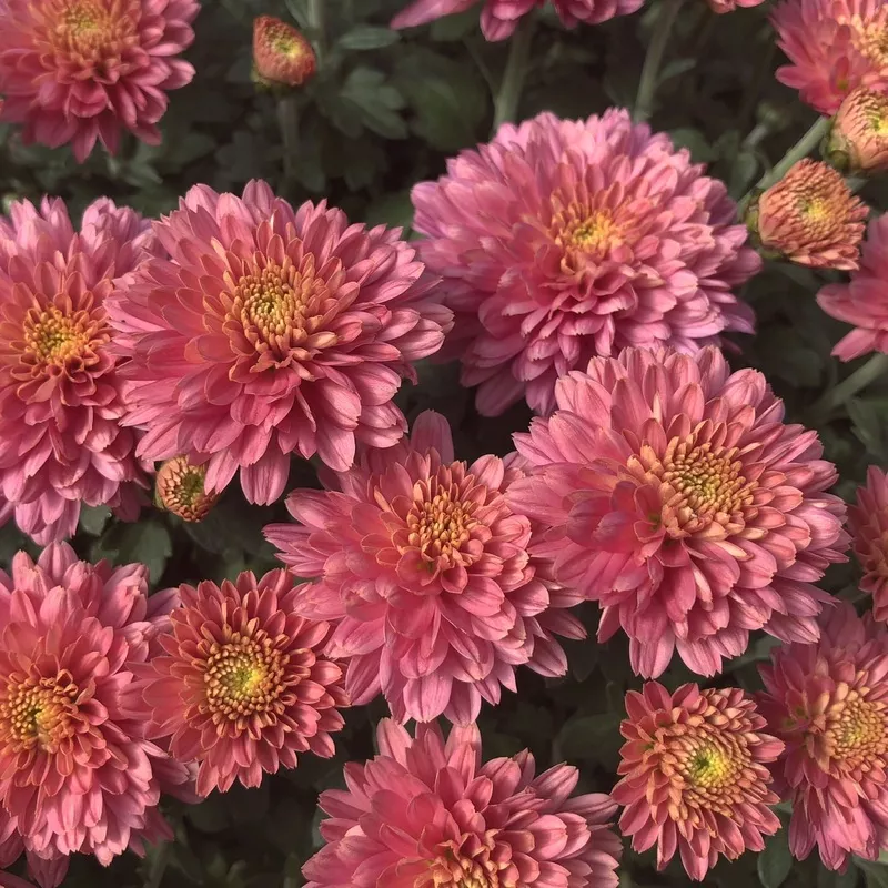 flamingo-pink-garden-mum-chrysanthemum ‘Flamingo Pink’ Garden Mum (Chrysanthemum)