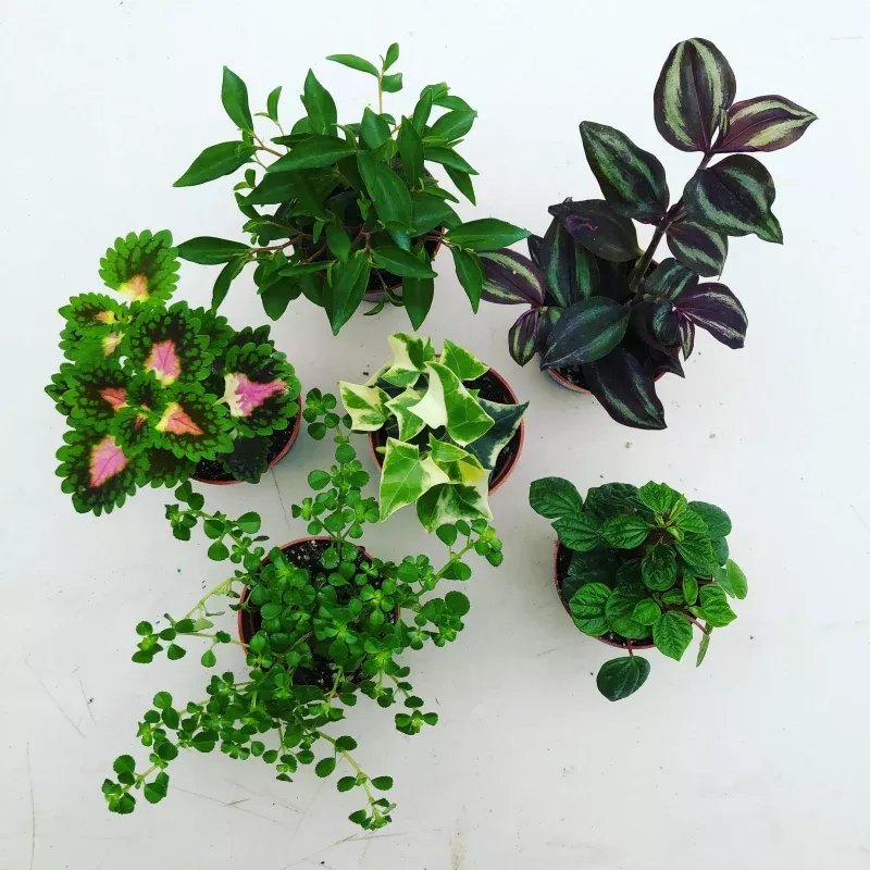 foliage-gift-box-4-pack Foliage Gift Box, 4 Pack