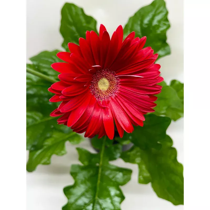 gerbera-daisy ‘Gerbera’ Daisy