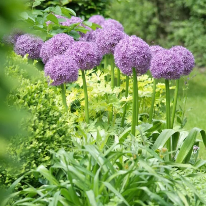 globemaster-giant-allium ‘Globemaster’ Giant Allium