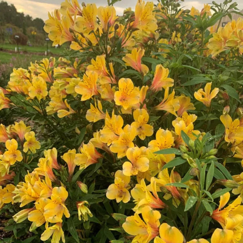 golden-tiara-peruvian-lily-alstroemeria ‘Golden Tiara’ Peruvian Lily (Alstroemeria)