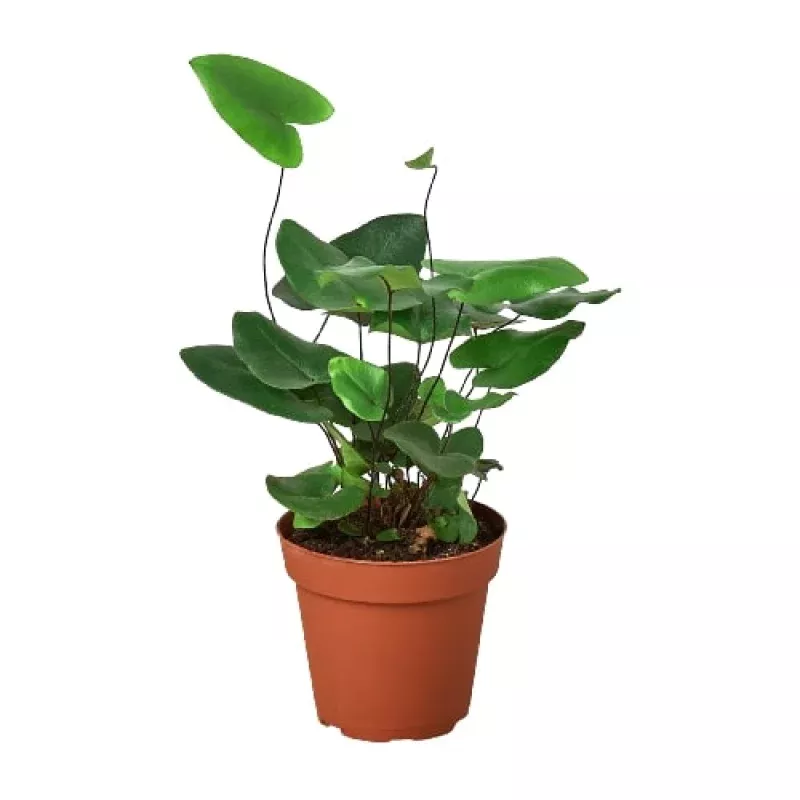 heart-fern-4-pot-6-pot ‘Heart’ Fern|4″ Pot&6″ Pot