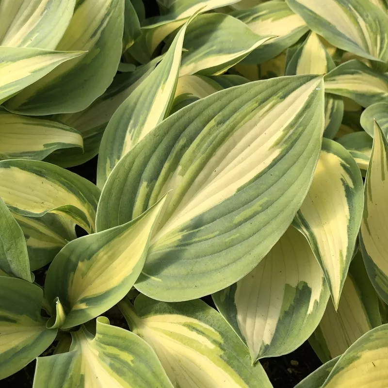 high-society-hosta ‘High Society’ Hosta