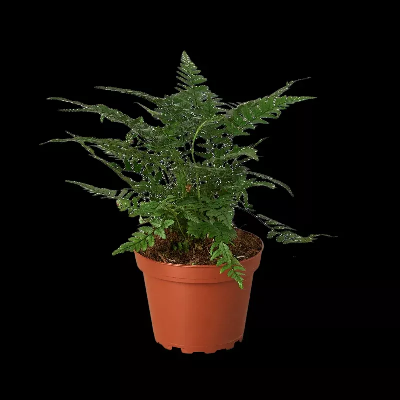korean-rock-fern-4-pot ‘Korean Rock’ Fern|4″ Pot
