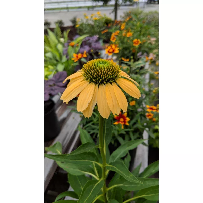 mellow-yellows-coneflower-2-1 ‘Mellow Yellows’ Coneflower&2&&1