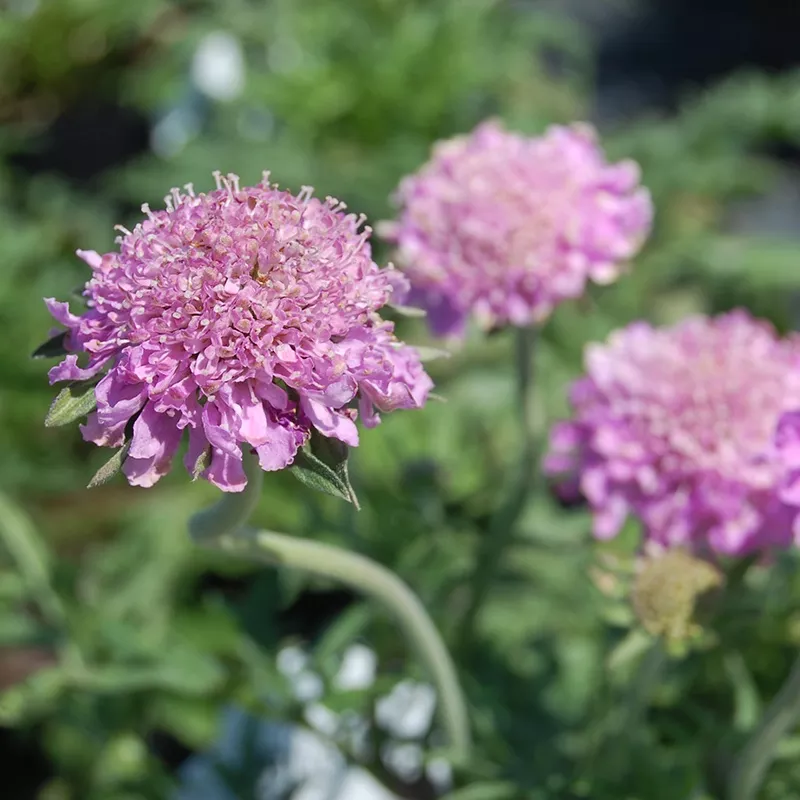 pink-mist-pincushion-flower-scabiosa ‘Pink Mist’ Pincushion Flower (Scabiosa)