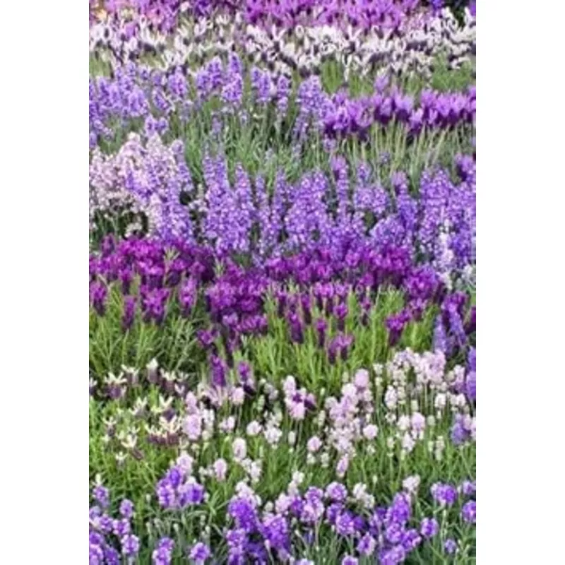 red-cascade-flower-seeds-planting-shade-tolerant-heirloom-gmo-free-seeds-home-ga Red Cascade Flower Seeds for Planting Shade Tolerant Heirloom & GMO Free Seeds for Home GardenSale