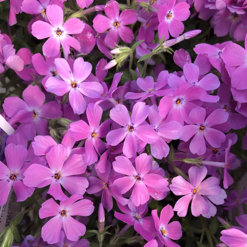 rose-sprite-hybrid-spring-phlox ‘Rose Sprite’ Hybrid Spring Phlox