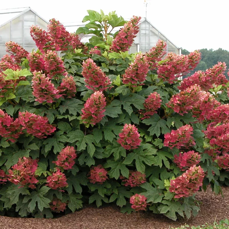 ruby-slippers-oakleaf-hydrangea ‘Ruby Slippers’ Oakleaf Hydrangea