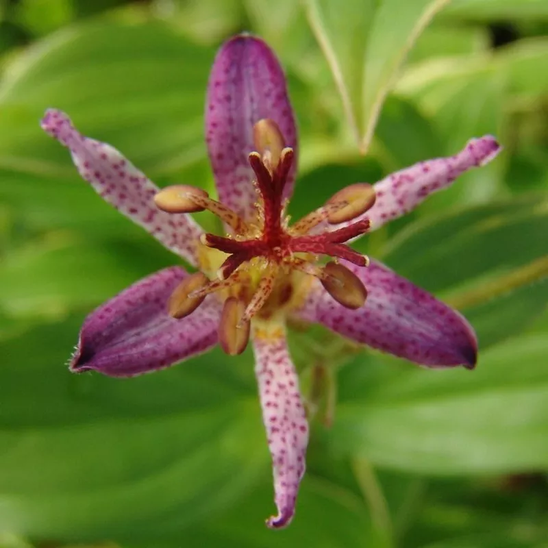 samurai-toad-lily-tricyrtis ‘Samurai’ Toad Lily (Tricyrtis)