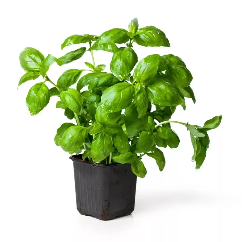 sweet-basil-plants-live-in-3-inch-pot-set-2-pots-live-basil-plant-planting-peren Sweet Basil Plants Live in 3 Inch Pot – Set 2 Pots, Live Basil Plant for Planting, Perennial Fragrant Herb Plant for Containers, Home Garden