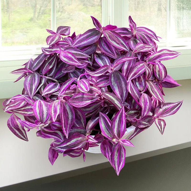 tradescantia-pink-paradise-tradescantia-zebrina-hybrid Tradescantia Pink Paradise (Tradescantia zebrina hybrid)