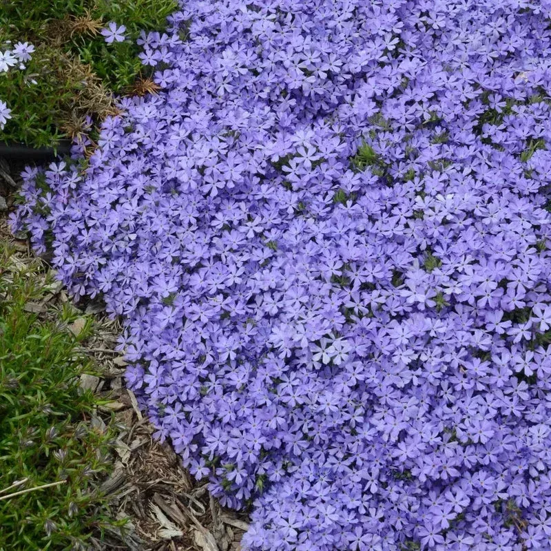 violet-pinwheels-creeping-phlox ‘Violet Pinwheels’ Creeping Phlox
