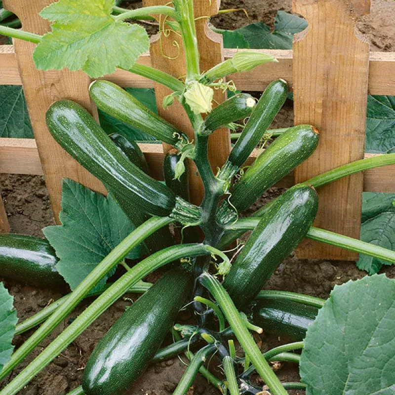 zucchiniblack-forest-exotic-10-vegetable-seeds ZucchiniBlack Forest Exotic 10 Vegetable Seeds