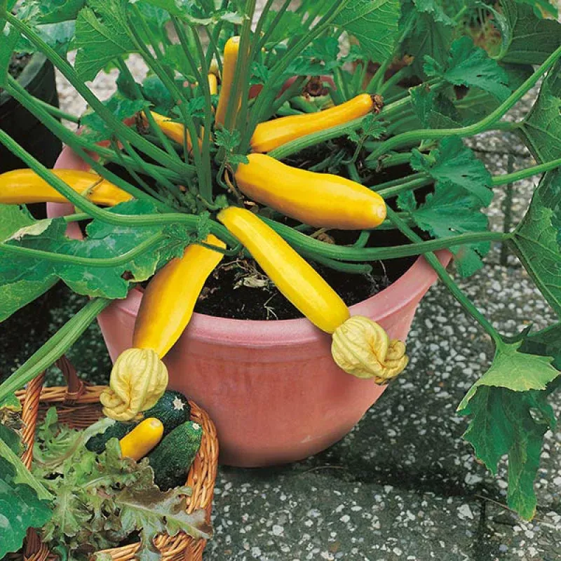 zucchinibuckingham-exotic-10-vegetable-seeds ZucchiniBuckingham Exotic 10 Vegetable Seeds