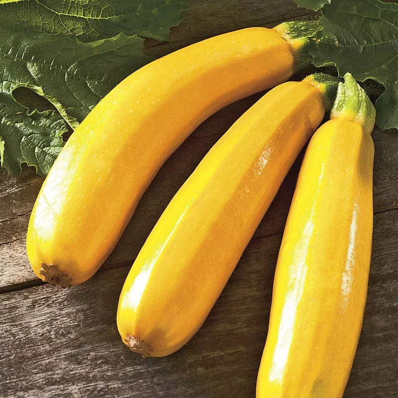 zucchinigolden-dawn-exotic-10-vegetable-seeds ZucchiniGolden Dawn Exotic 10 Vegetable Seeds