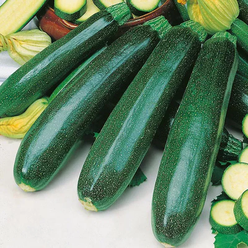 zucchinigreen-titan-exotic-10-vegetable-seeds ZucchiniGreen Titan Exotic 10 Vegetable Seeds