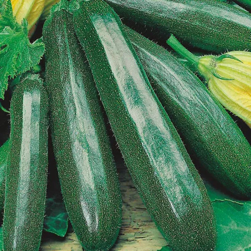 zucchiniprimula-exotic-10-vegetable-seeds ZucchiniPrimula Exotic 10 Vegetable Seeds