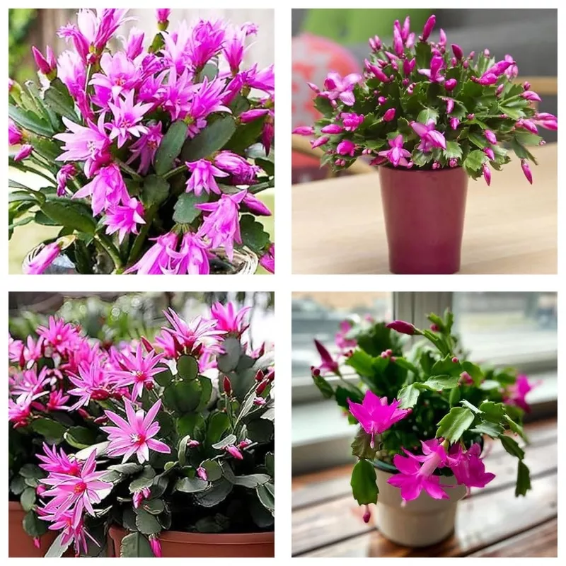 zygocactus-truncatus-dark-pink-flower-seeds-planting-in-gardens-easy-to-grow-flo Zygocactus Truncatus Dark Pink Flower Seeds for Planting in Gardens – Easy to Grow Flowering Cactus Seeds Heirloom Non-G