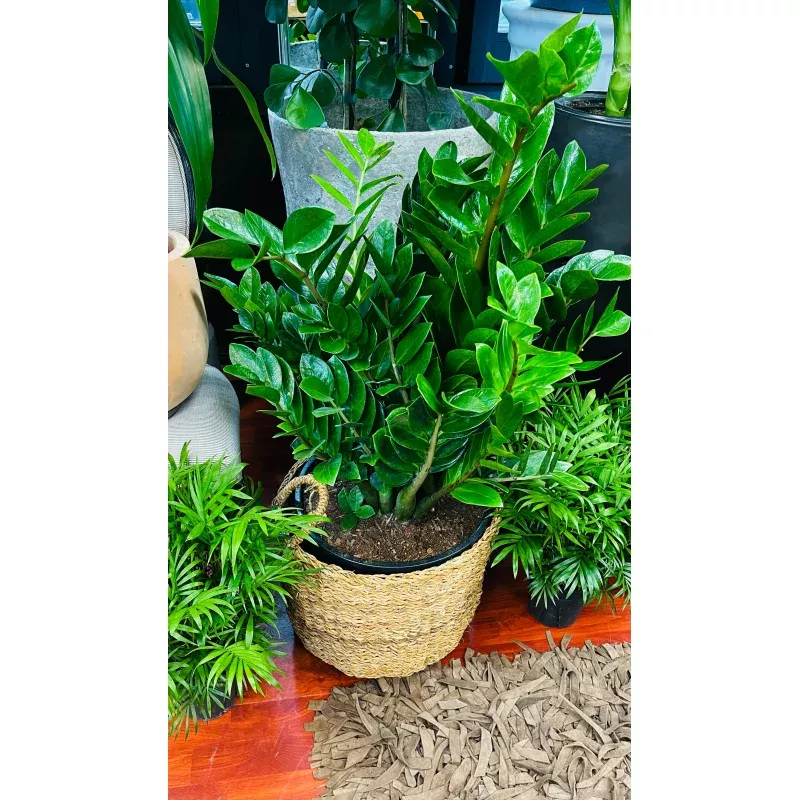 zz-plant-10 ZZ Plant 10