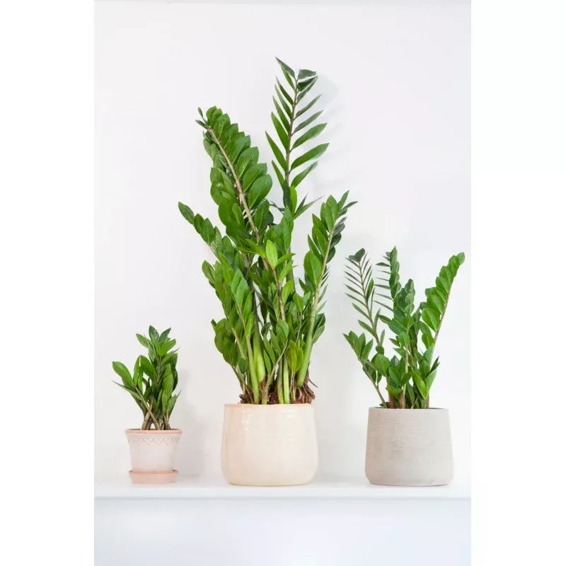 zz-plant-20-30cm-60-70cm-90-100cm ZZ Plant|20-30cm&60-70cm&90-100cm