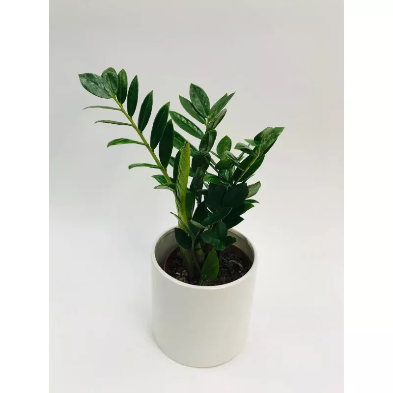 zz-plant-6 ZZ Plant 6
