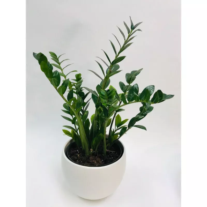 zz-plant-8 ZZ Plant 8