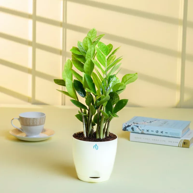 zz-plant-in-ivory-self-watering-pot ZZ Plant in Ivory Self Watering Pot
