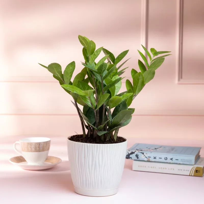 zz-plant-in-self-watering-pot-14cm ZZ Plant in Self Watering Pot (14cm)